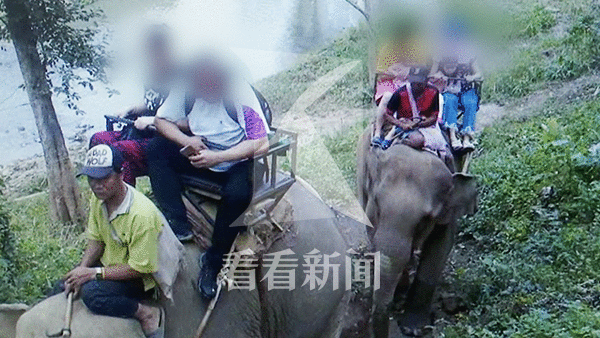 泰国惊魂!大象载中国游客狂奔 全家老小6人受伤