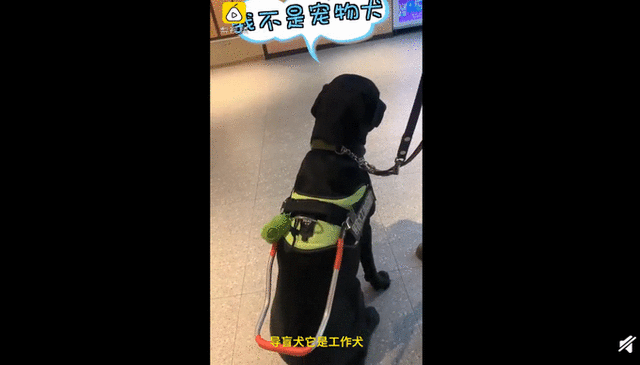 导盲犬进海底捞被拒视频：导盲犬到底该不该进入餐厅？