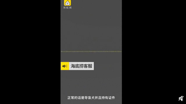 导盲犬进海底捞被拒视频：导盲犬到底该不该进入餐厅？