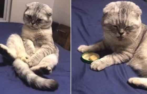 主人拿两块臭豆腐乳给猫吃 猫咪一闻反应超搞笑