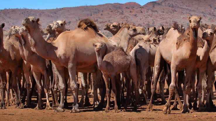 澳大利亚的骆驼 推特图下同