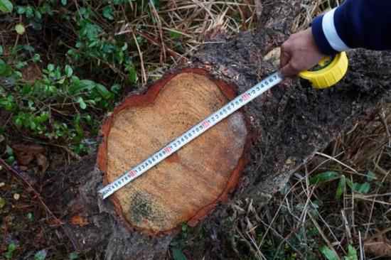  武夷山林业局已确认农夫山泉施工毁林。受访者供图