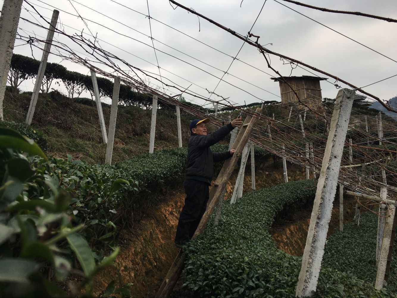 三江归东村：野生葡萄显神奇 变身致富“金疙瘩” 丨新春走基层