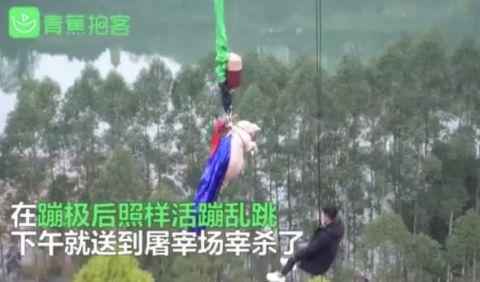 景区回应让猪蹦极怎么回事？景区为什么让猪蹦极网友反感至极