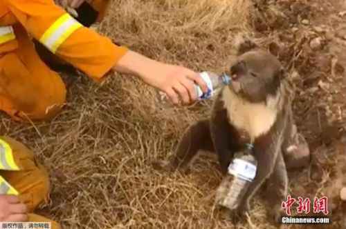 悲剧！澳大利亚一植物园伐木致数十只考拉死伤