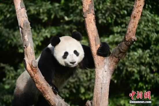 莫斯科动物园：大熊猫“如意”画情人节贺卡