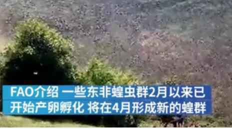 千亿蝗灾蔓延非亚怎么回事?终于真相了，原来是这样！
