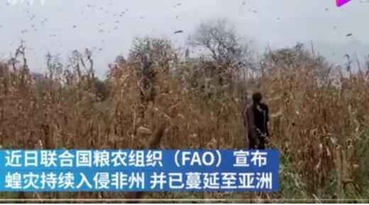千亿蝗灾蔓延非亚怎么回事?终于真相了，原来是这样！