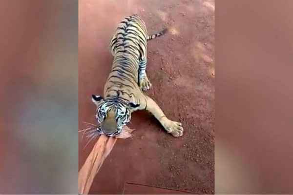 印巴士遭老虎猛追现场图曝光惊心动魄 巴士为什么会被追？