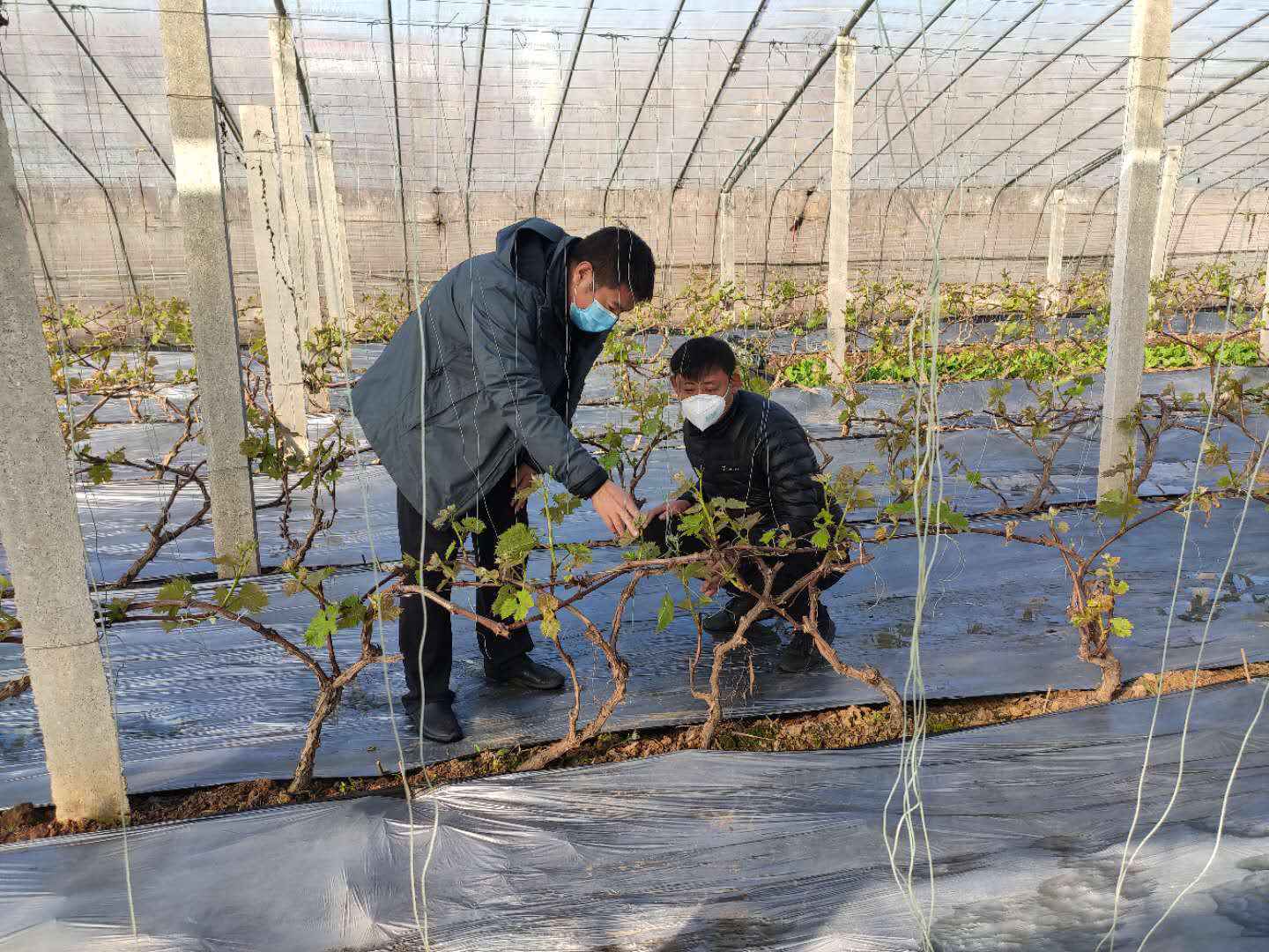 瞄准疑难杂症,山东“空中大讲堂”解果农之忧