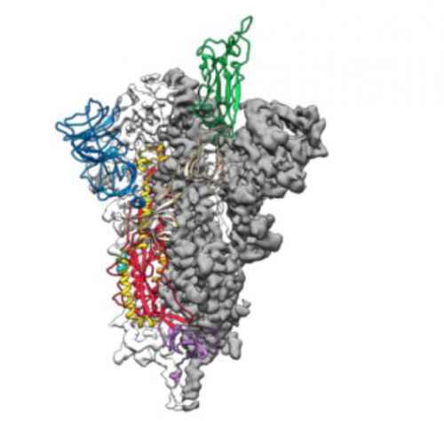 研制疫苗关键一步 新冠病毒原子图曝光 可帮助科学家开发新蛋白