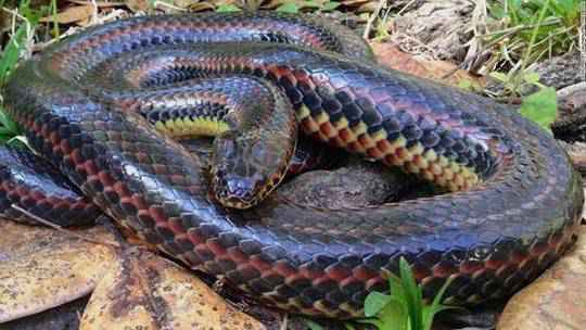 美国发现彩虹蛇照片曝光十分稀奇 什么是彩虹蛇有毒么？