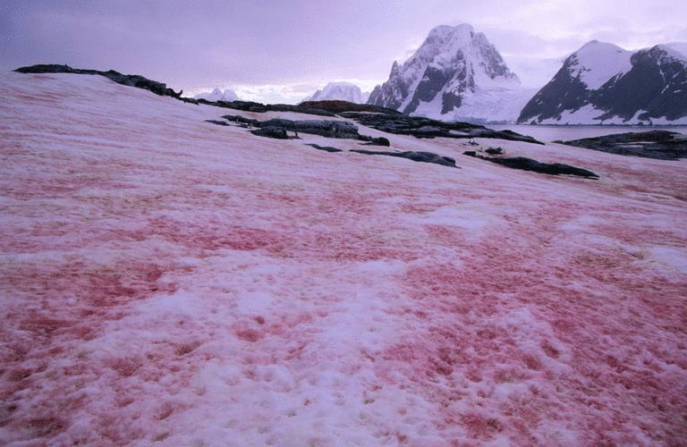 南极出现西瓜雪 科学家表示这不浪漫还可能很危险