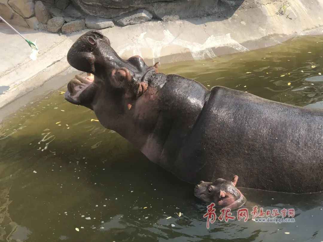 动物园经营困难开展认养活动怎么回事？要如何认养动物园的动作步骤一览