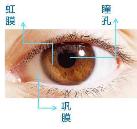 虹膜识别+红外热成像测温技术实现无接触识别测温