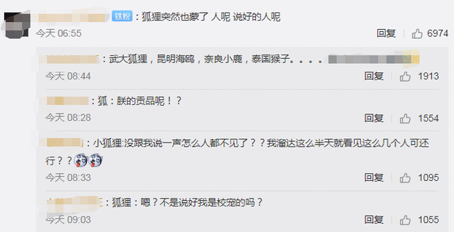 疫情期间没人投喂饿坏了 武大网红狐狸下山觅食