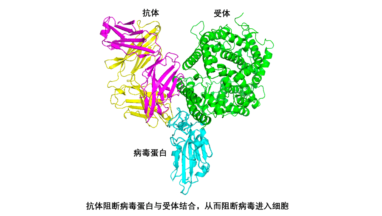 中国学者成功分离高效抗新冠病毒抗体