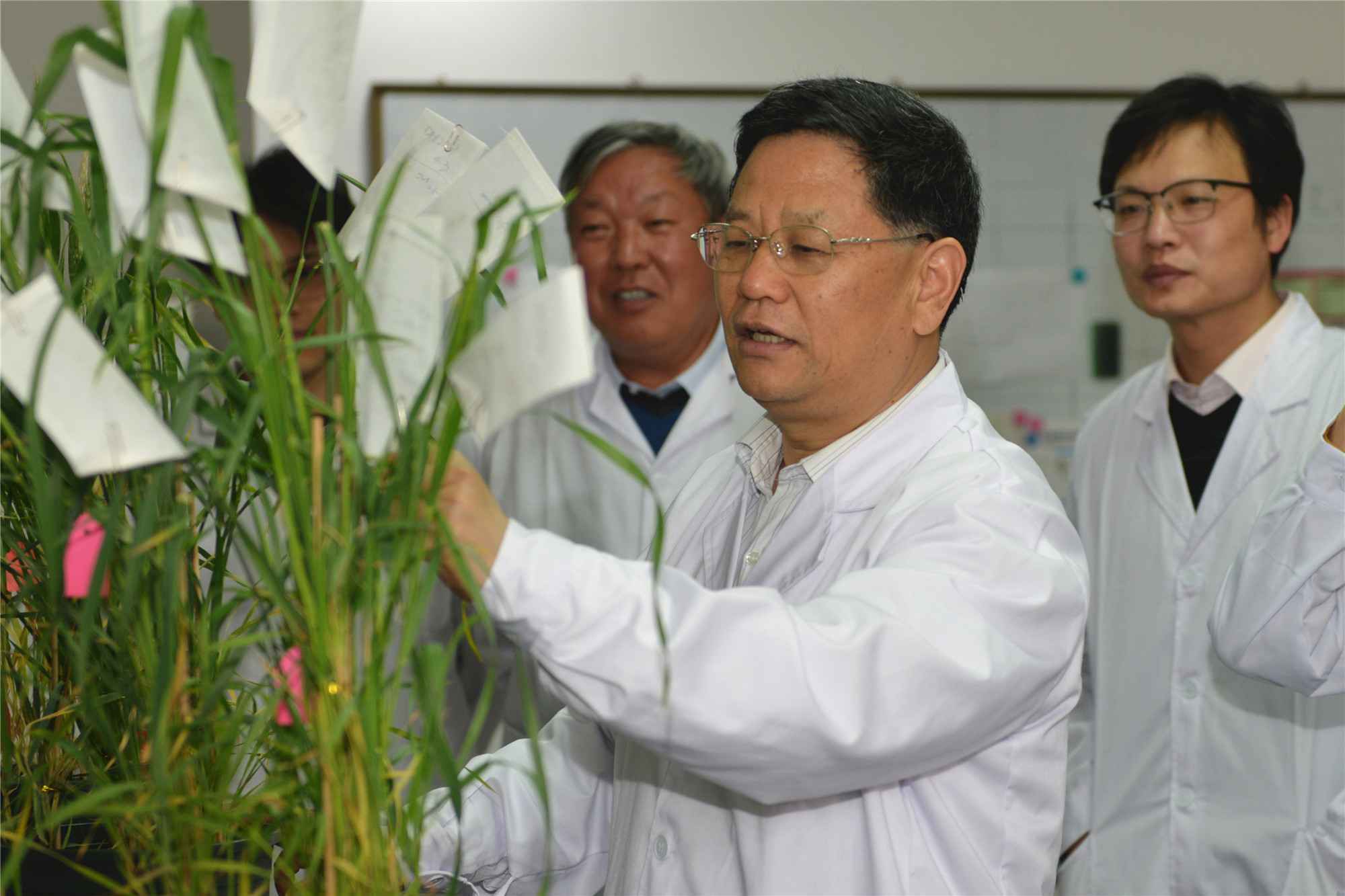 《科学》刊文：中国团队拿到了治愈小麦“癌症”的关键性钥匙