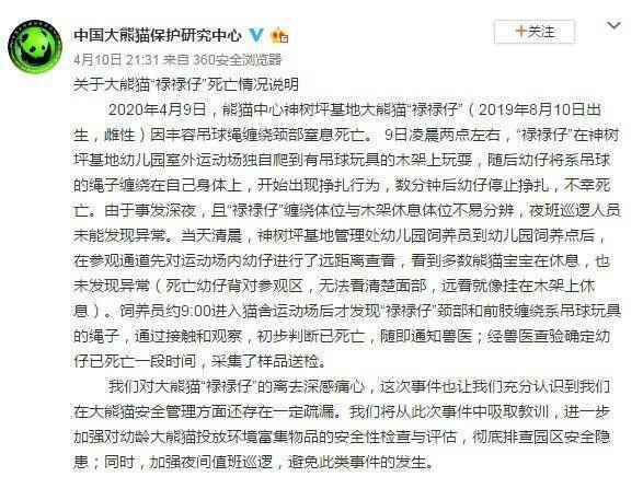 大熊猫幼仔绳子绕颈窒息死亡 巡逻人员未发现异常