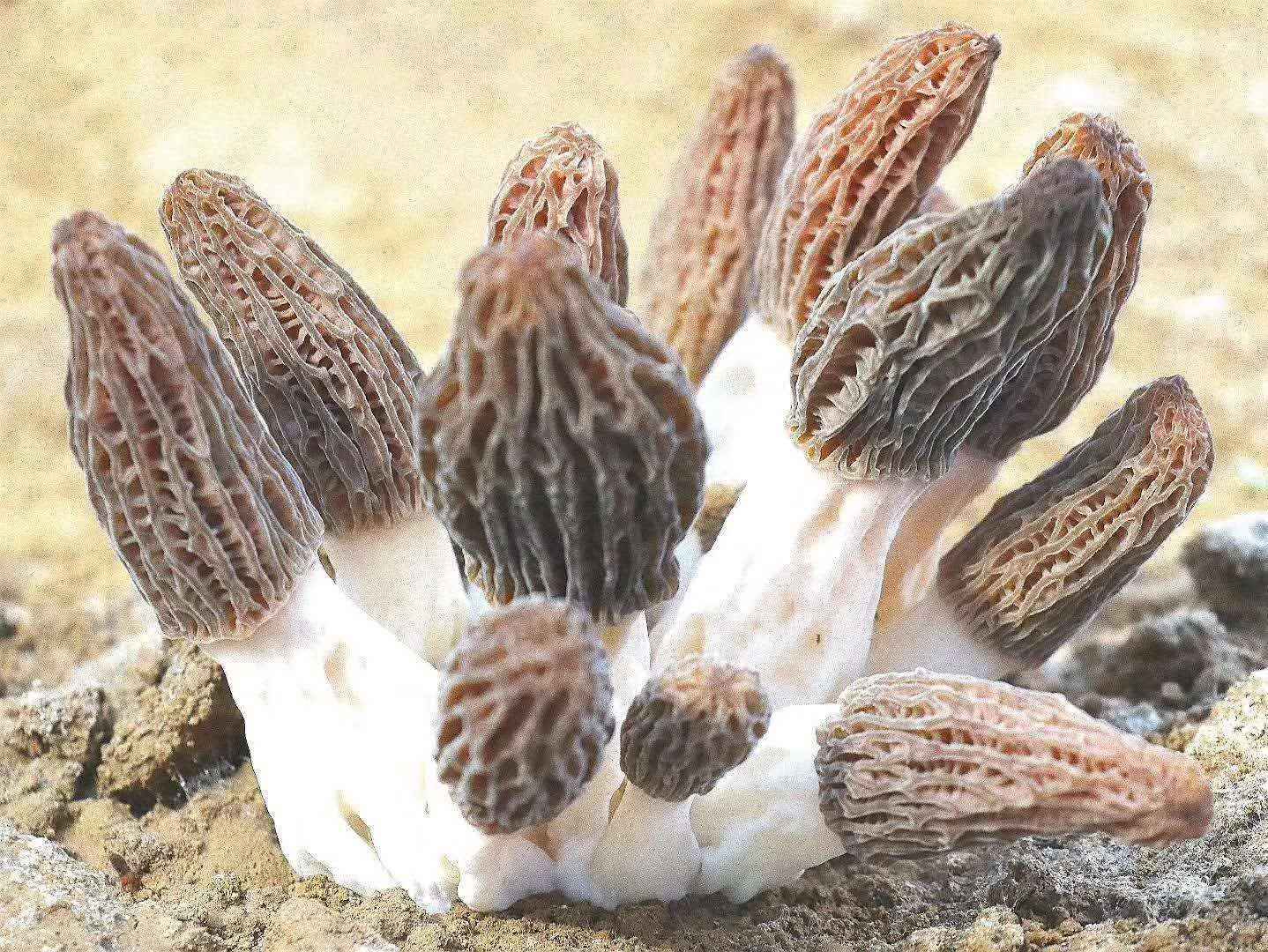 朵朵菌花绽笑颜——山西省科技厅帮扶汾西县发展食用菌产业成为脱贫致富新途径