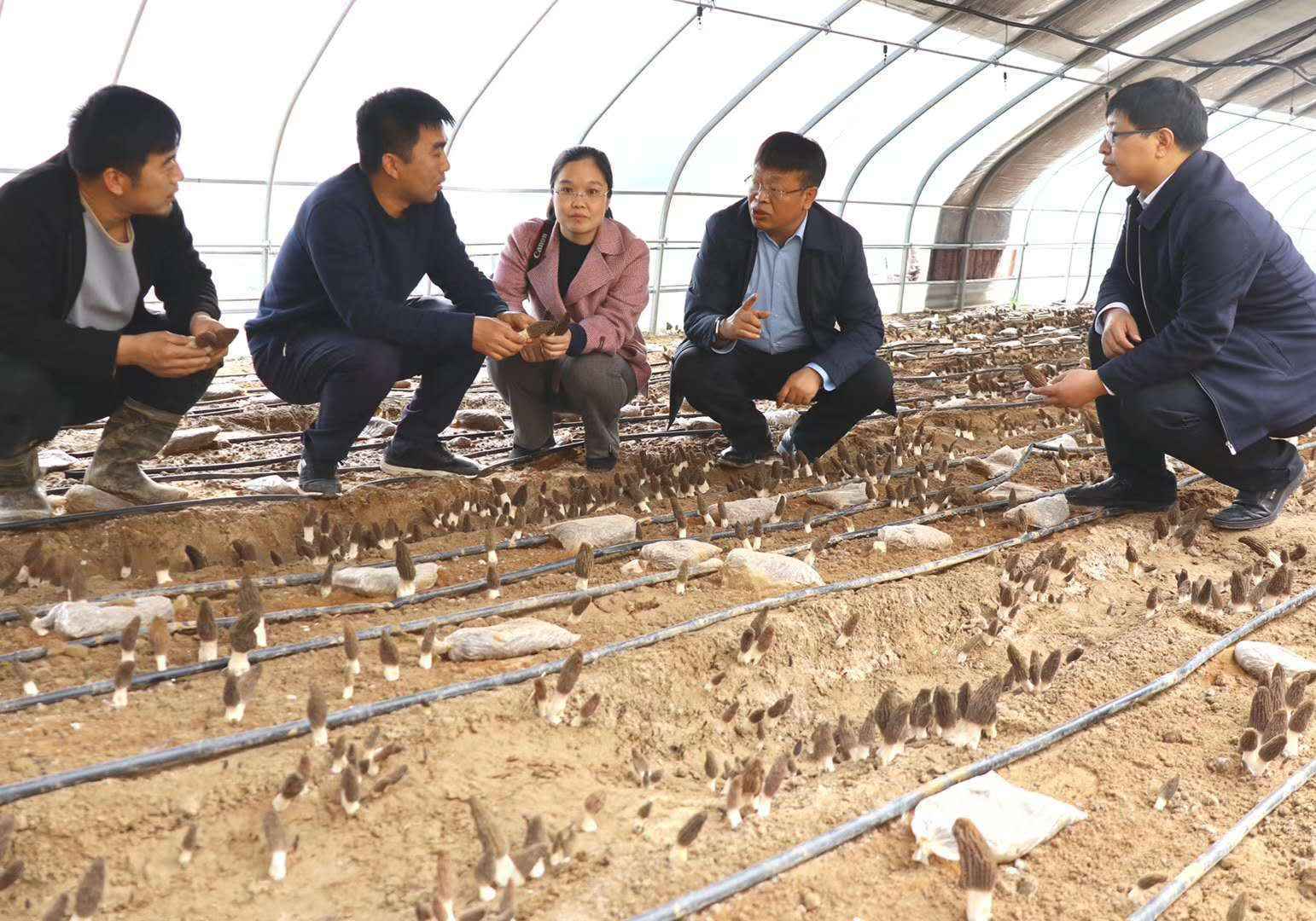 朵朵菌花绽笑颜——山西省科技厅帮扶汾西县发展食用菌产业成为脱贫致富新途径