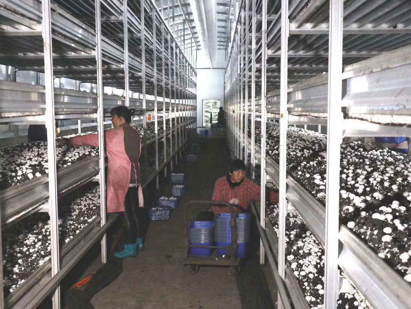 朵朵菌花绽笑颜——山西省科技厅帮扶汾西县发展食用菌产业成为脱贫致富新途径