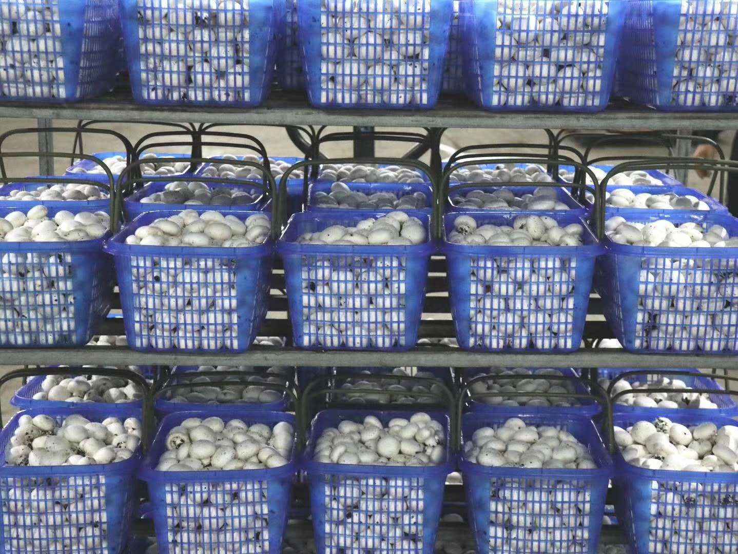 朵朵菌花绽笑颜——山西省科技厅帮扶汾西县发展食用菌产业成为脱贫致富新途径
