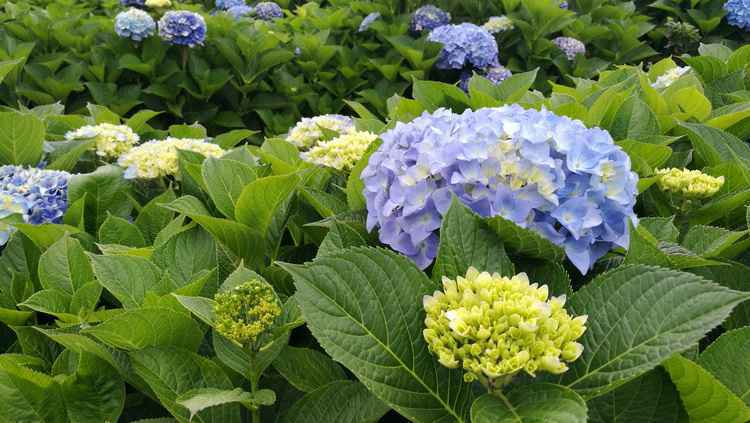 撮合交易，让7000万枝鲜花疫情下美丽绽放
