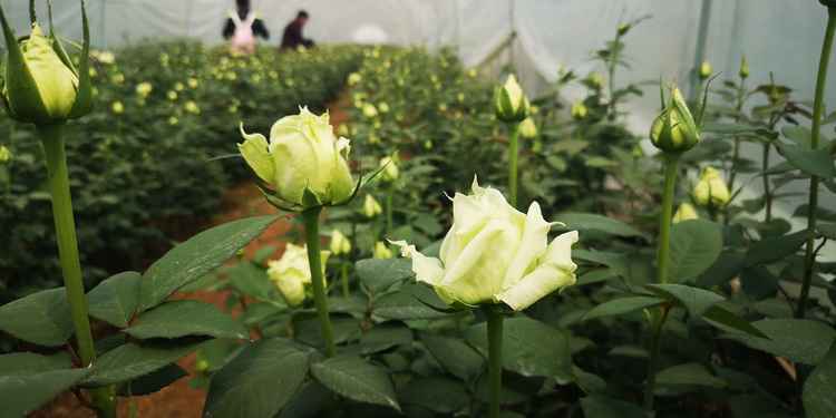 撮合交易，让7000万枝鲜花疫情下美丽绽放