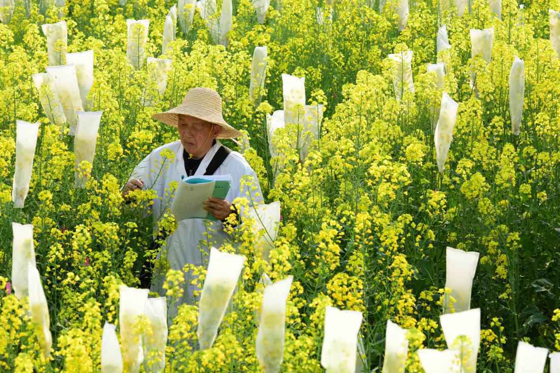 我国十字花科育种领域外文发文量世界第一