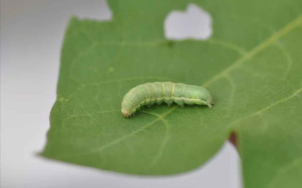 挥发物警告！番茄抗虫有“兵法”