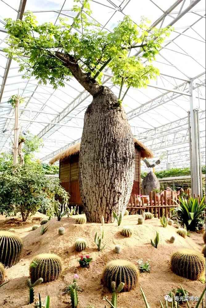 南瓜重500斤，蛇瓜长3米……“中国菜篮子”里的新风景