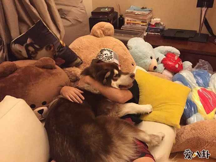 王思聪日狗是什么意思 王思聪日狗背后竟是另含深意？