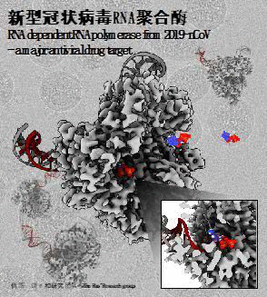 饶子和委员：破译抗新冠病毒关键药靶三维结构