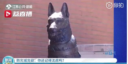 汶川地震搜救犬沈虎遗像落成怎么回事？搜救犬沈虎事迹曝光令人感动