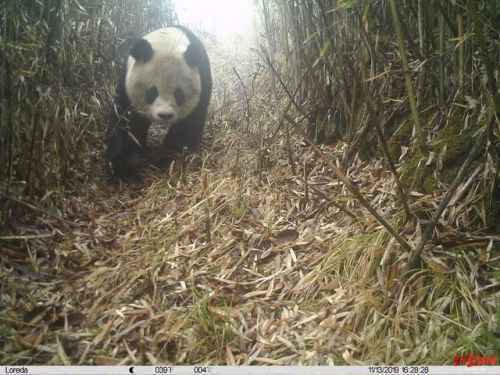 四川再次拍摄到野生大熊猫意味着什么？现场图曝光野生大熊猫什么样的