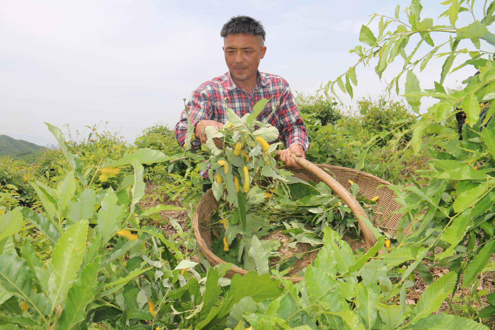 河南南召：柞蚕满山坡，增收有保障