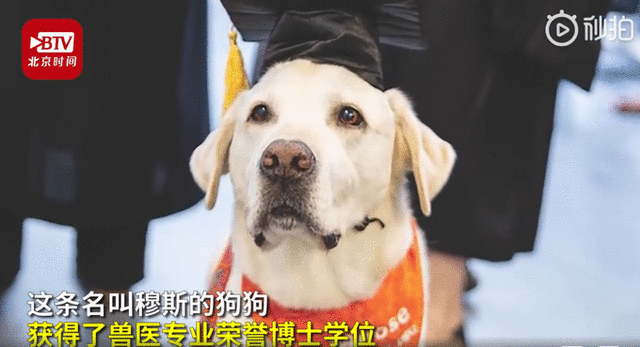 8岁治疗犬获博士学位怎么回事 具体详细经过令人赞叹
