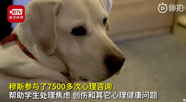 8岁治疗犬获博士学位怎么回事 具体详细经过令人赞叹