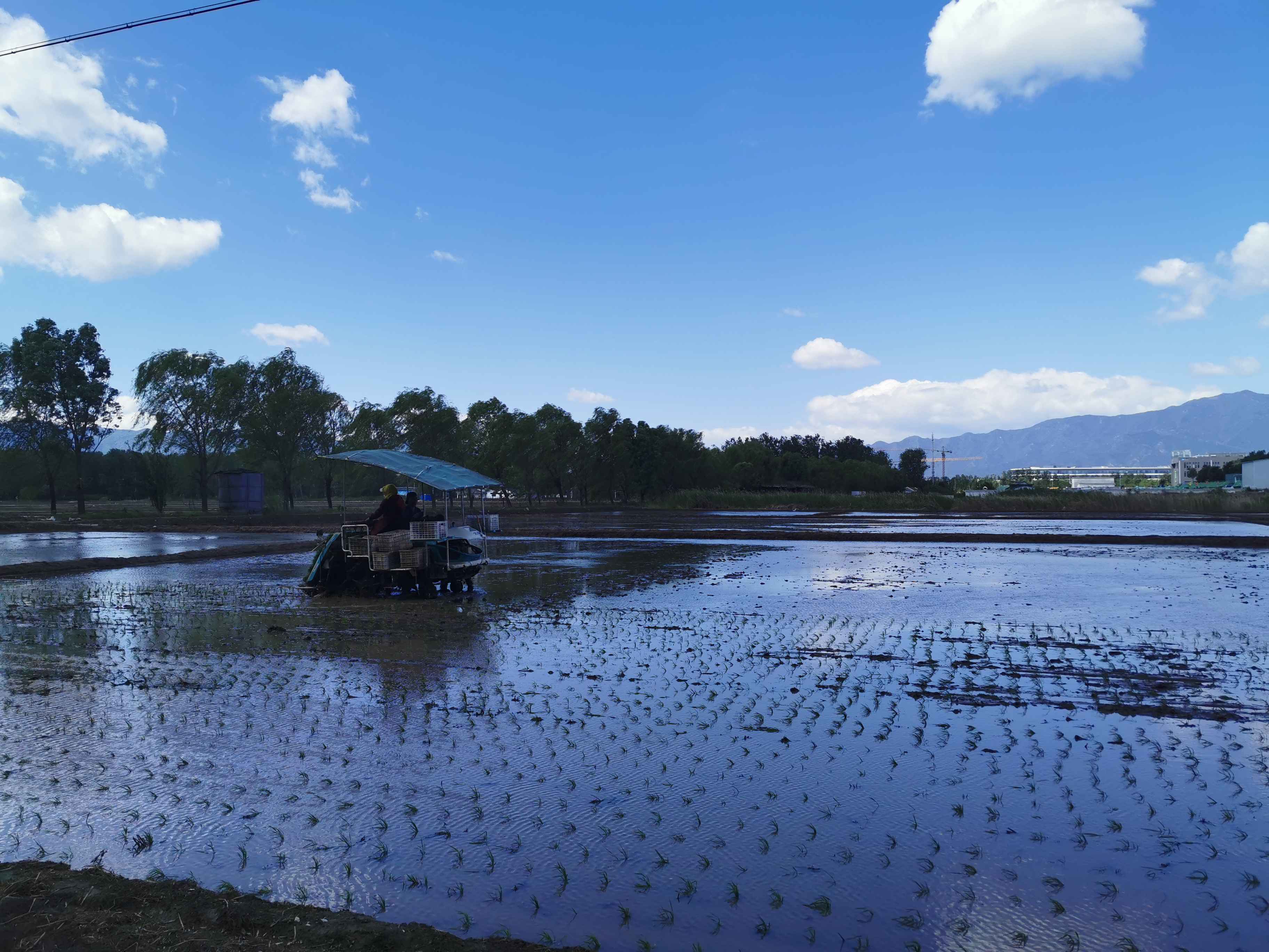 京西稻核心种植区今年全面实现机械化插秧
