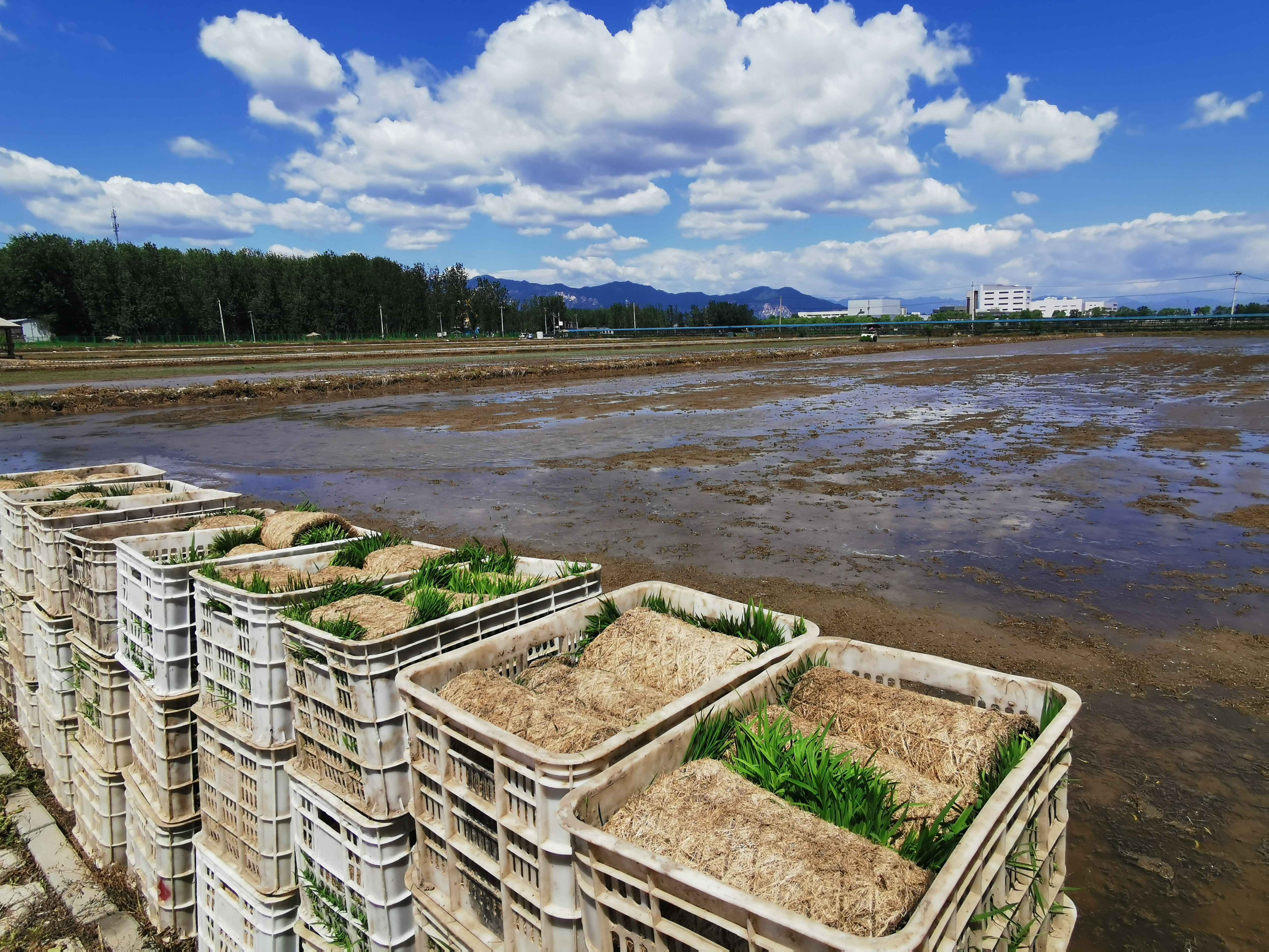 京西稻核心种植区今年全面实现机械化插秧