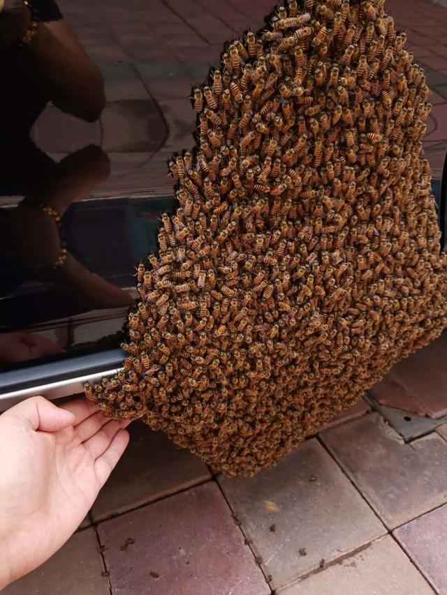上千只蜜蜂在宝马车上筑巢怎么回事 现场照片曝光令人毛骨悚然