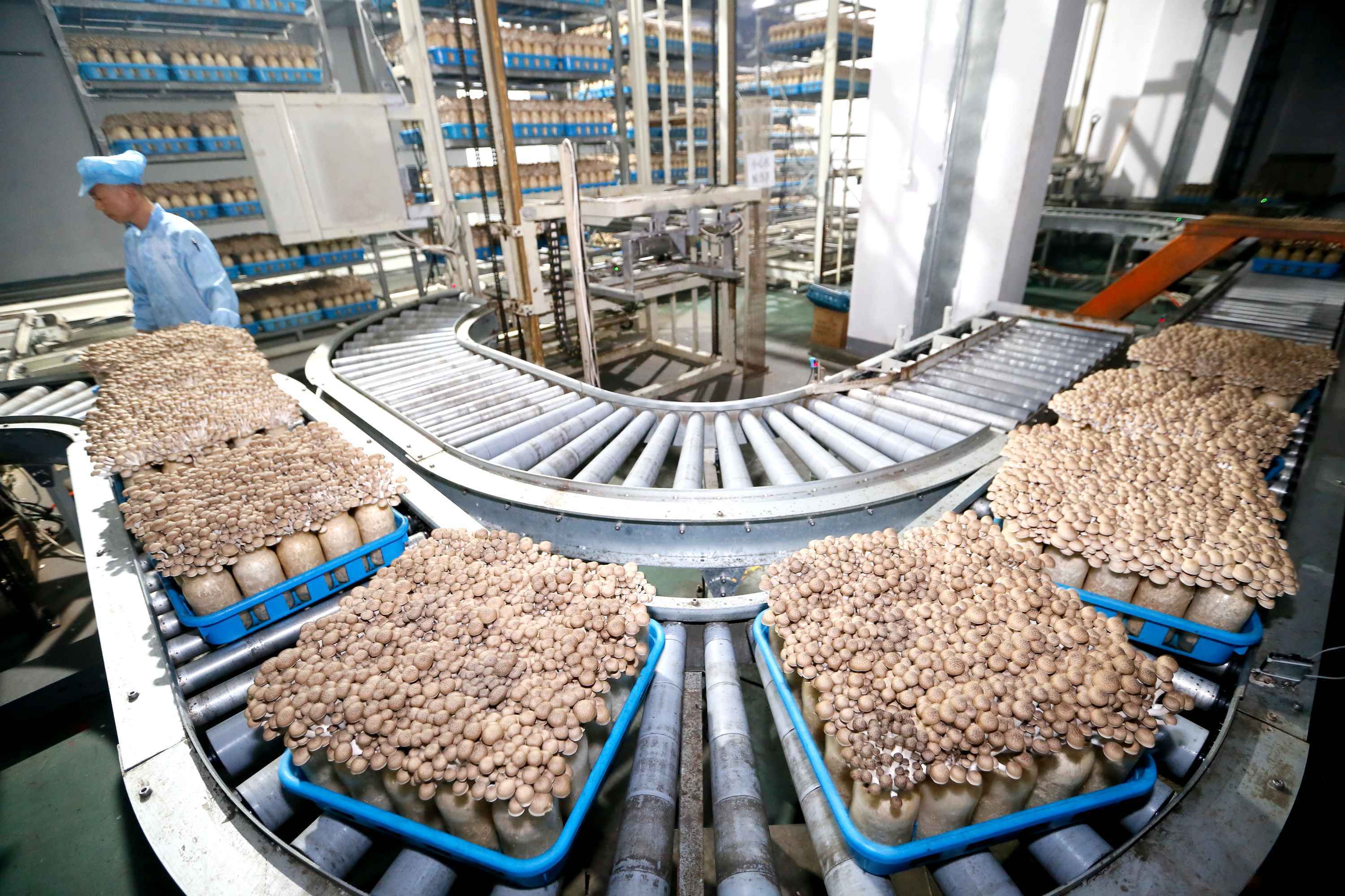 青岛即墨区：工厂化栽培食用菌畅销海外市场
