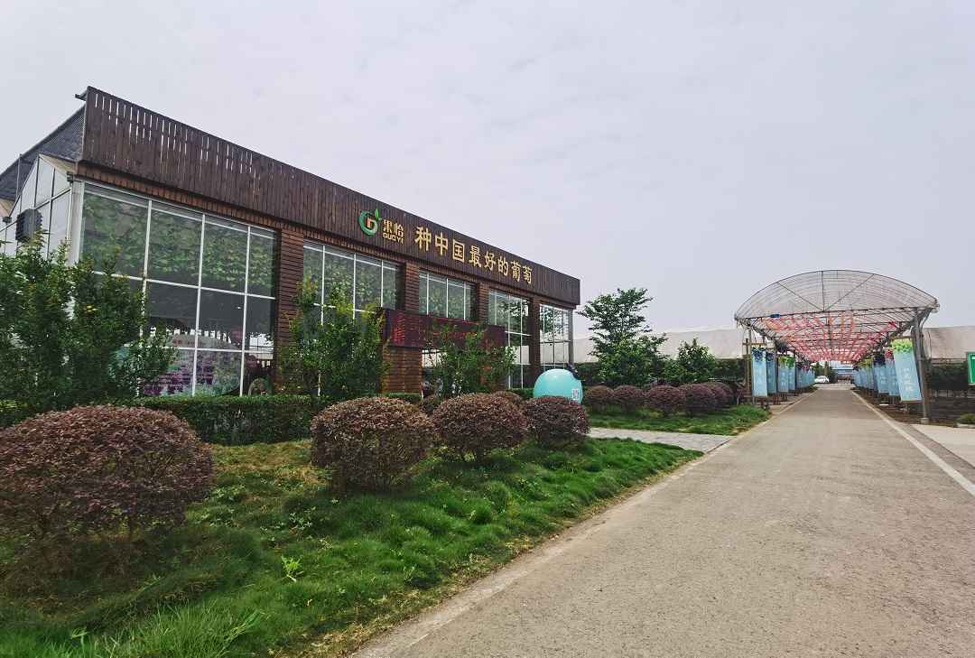 小葡萄背后有“大能量” 揭开果园村的“幸福”秘诀