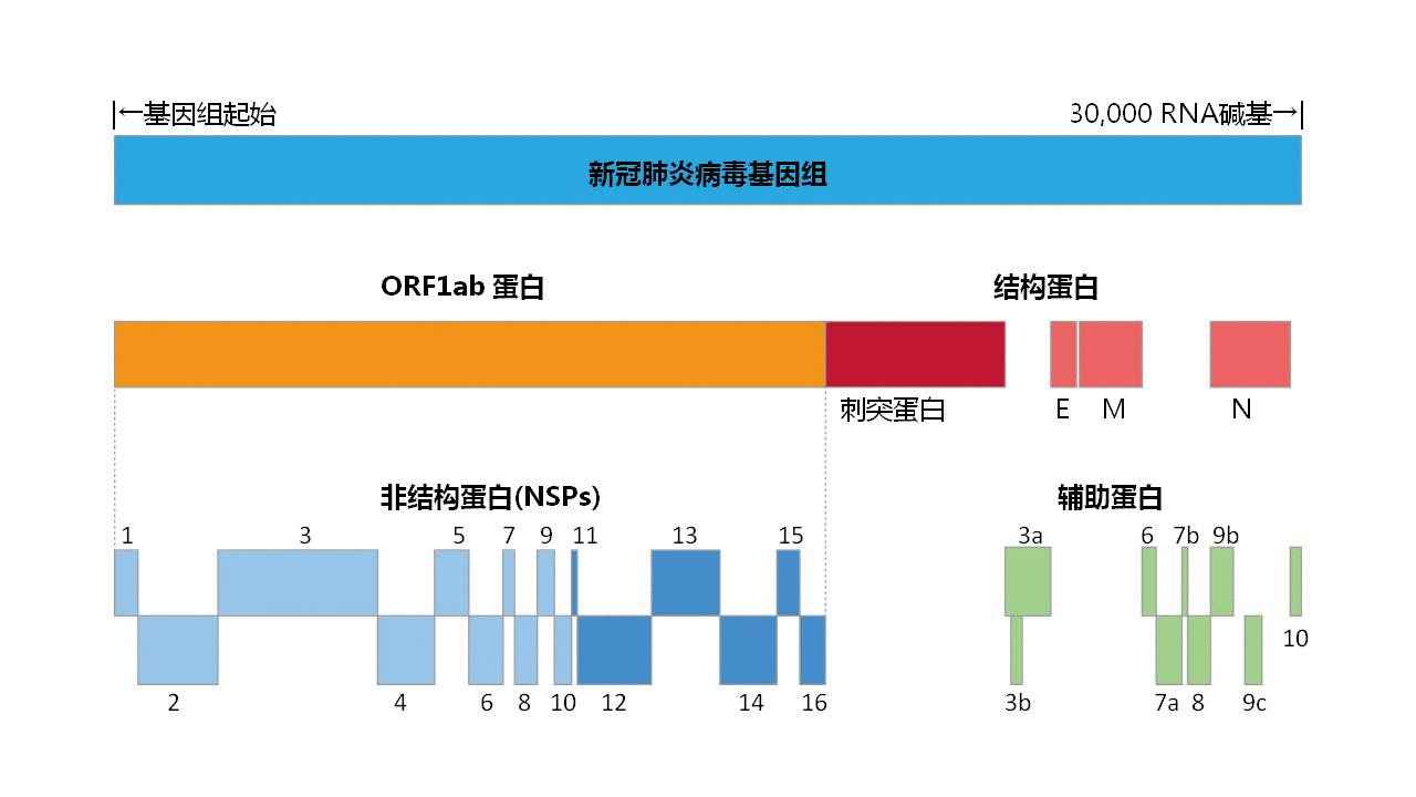 上海蛋白质设施向全球开放，提供新冠病毒全部29种蛋白质的表达质粒