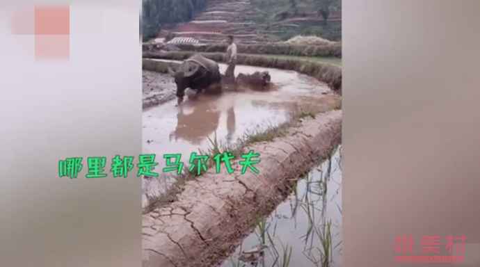 乘风破浪的耕地小伙走红怎么回事 乘风破浪的耕地小伙走红是什么情况