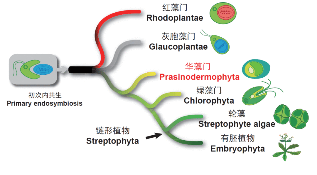 科学家首次发现绿色植物第三门——“华藻门”