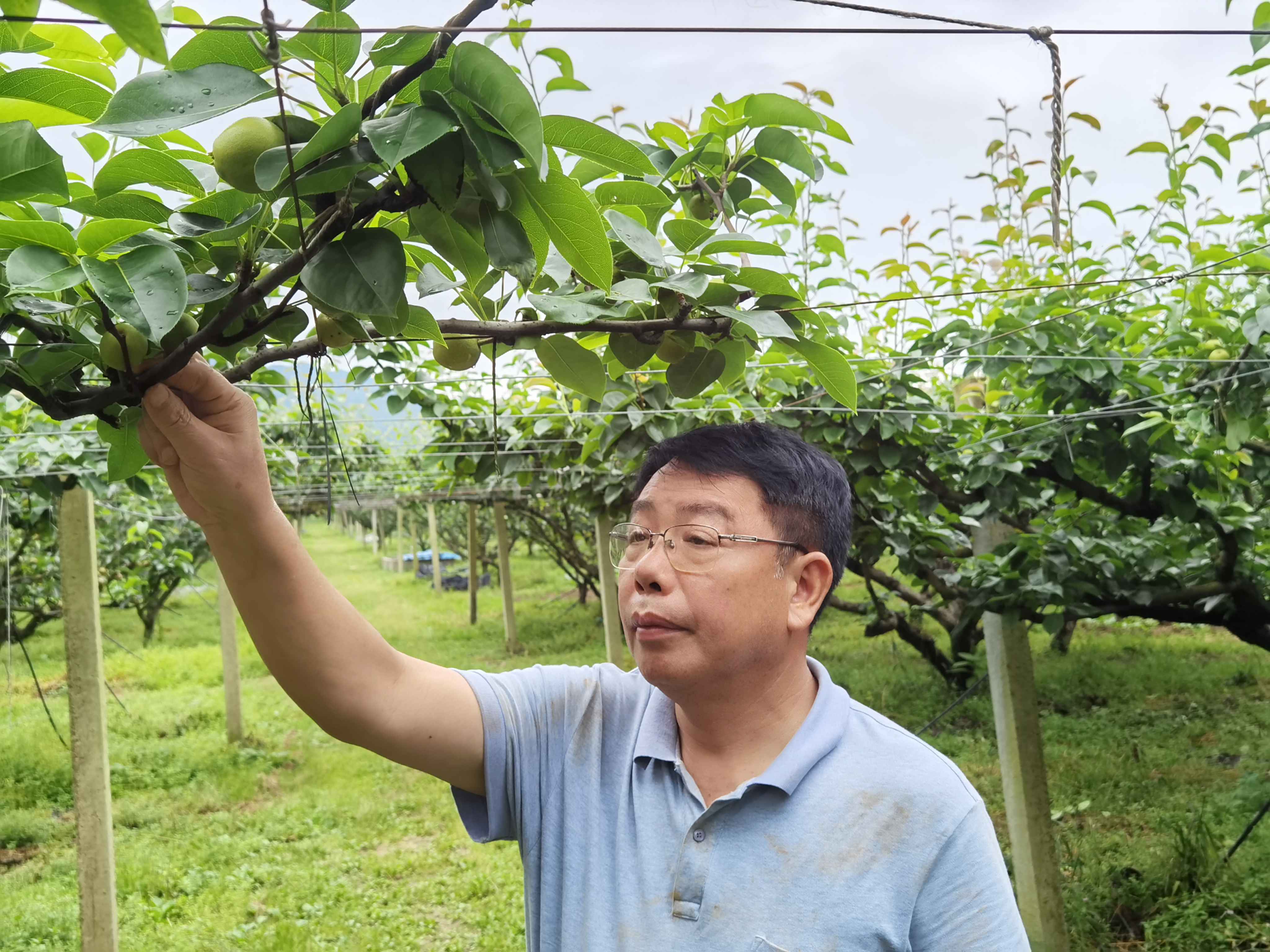 “梨博士”黄新忠：救活“烂果山”带着老区乡亲发梨财
