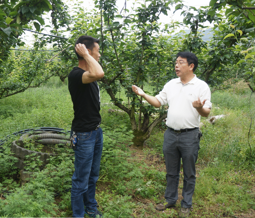 “梨博士”黄新忠：救活“烂果山”带着老区乡亲发梨财