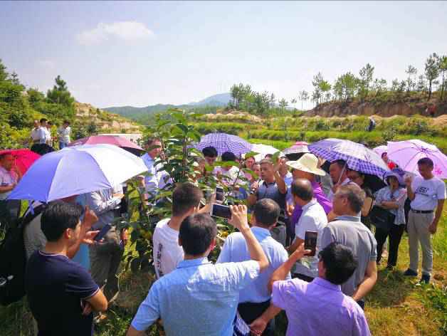龚榜初：践行甜柿推广路，实现农民致富梦